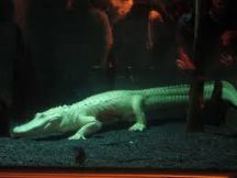 South Carolina Aquarium